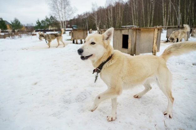 Жители Московской области положительно оценивают работу местных властей по ситуации с бездомными кошками и собаками  